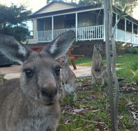 Bush  Bay Cottage - Accommodation Tasmania