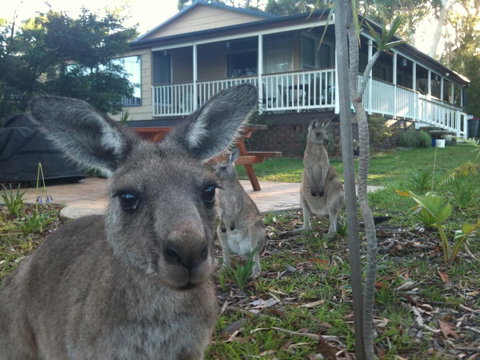 Bush & Bay Cottage - Accommodation Tasmania 0