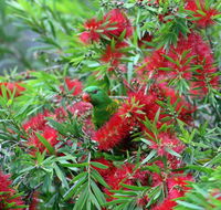 Bottlebrush B  B - Accommodation Tasmania