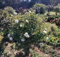 Carisbrook Country Retreat Motel - Accommodation Tasmania