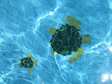 Coogee WA Accomodation - Accommodation Tasmania 1