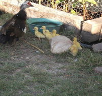 Corella Creek Country Farm Stay - Accommodation Tasmania