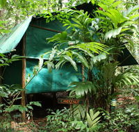 Daintree Crocodylus - Accommodation Tasmania