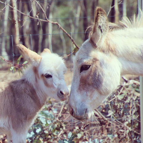 Donkey Tales Farm Cottages - Accommodation Tasmania 3