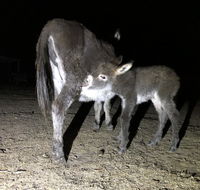 Donkey Tales Farm Cottages - Accommodation Tasmania