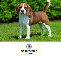 Fig Tree Retro Studio - Accommodation Tasmania