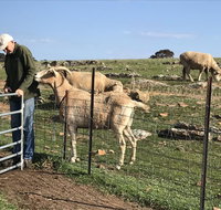 Gilgraves Vineyard Farmstay - Accommodation Tasmania