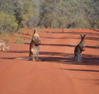 Gundabooka National Park Cottages - Accommodation Tasmania