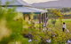 Hanging Tree Wines - thumb 3