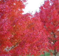 HEALESVILLE GETAWAY - Accommodation Tasmania