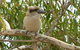 Kookaburra Nest - thumb 0