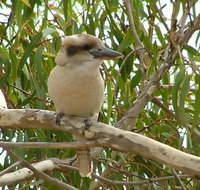 kookaburra nest - Accommodation Tasmania