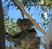 Levi Park Caravan Park - Accommodation Tasmania