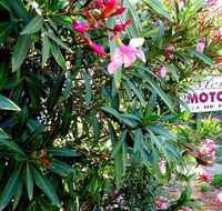 Mercury motor inn - Accommodation Tasmania