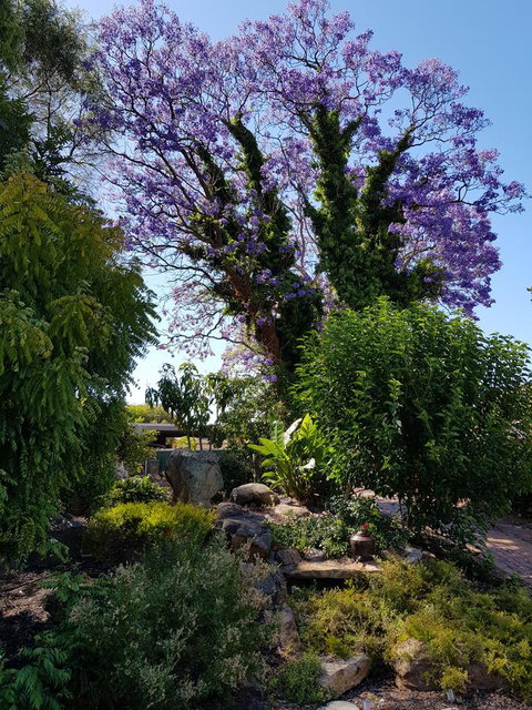 Jacaranda Hideaway Bed & Breakfast - Accommodation Tasmania 10