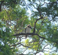 Jacaranda Hideaway Bed  Breakfast - Accommodation Tasmania