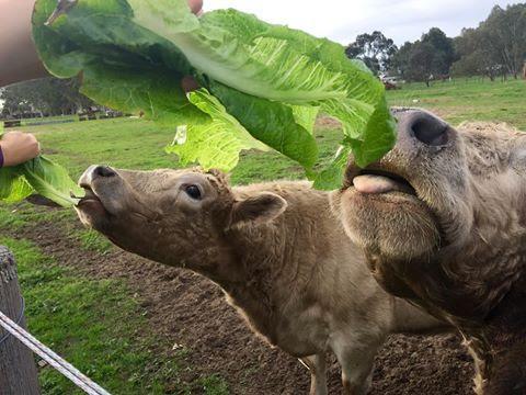 Kellers Bed And Breakfast - Accommodation Tasmania 32