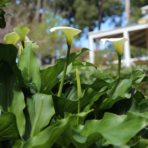 Two Sisters Chalets - Accommodation Tasmania 32