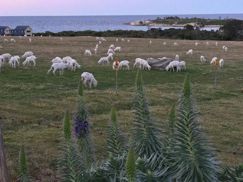 Beachend Bicheno - Accommodation Tasmania 22