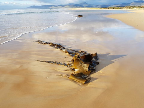 Blue Seas Holiday Villas - Accommodation Tasmania 11