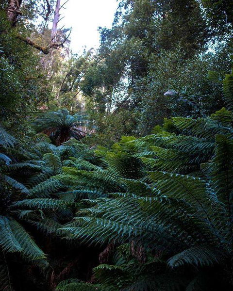 Maydena Chalet - Accommodation Tasmania 42