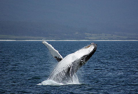 Suntrap Cove Bicheno - Accommodation Tasmania 39