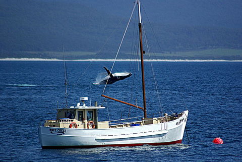 Suntrap Cove Bicheno - Accommodation Tasmania 27