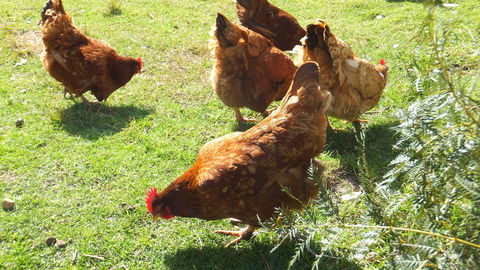 Eureka Farm - Accommodation Tasmania 27