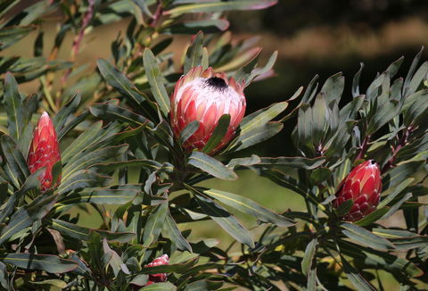 Riverwalk B&B - Accommodation Tasmania 18
