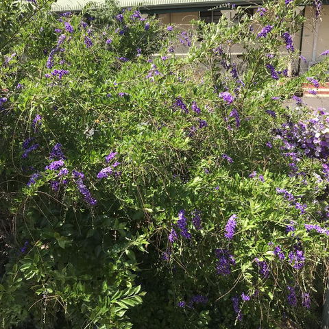 Oasis Motel - Accommodation Tasmania 3