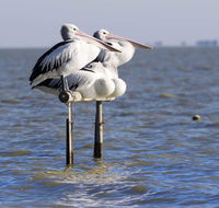 Pelican Perch Retreat - Accommodation Tasmania