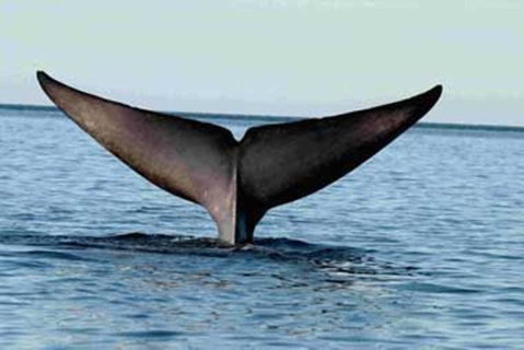 Perfect Location Central Modern Cottage - Free WiFi - Accommodation Tasmania 3