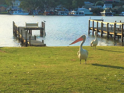 Riverfront Getaway - Mannum - Accommodation Tasmania 0
