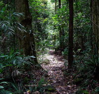 Springbrook Lyrebird Retreat - Accommodation Tasmania