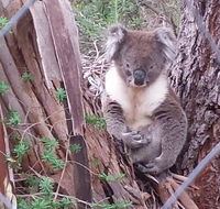 Stringybark Hills Retreat - Accommodation Tasmania