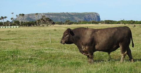 Ellie\'s Cottages - Accommodation Tasmania 40