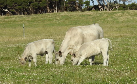 Ellie\'s Cottages - Accommodation Tasmania 39