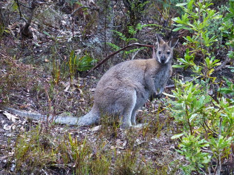 Eagles Rise Tasmania - Accommodation Tasmania 11