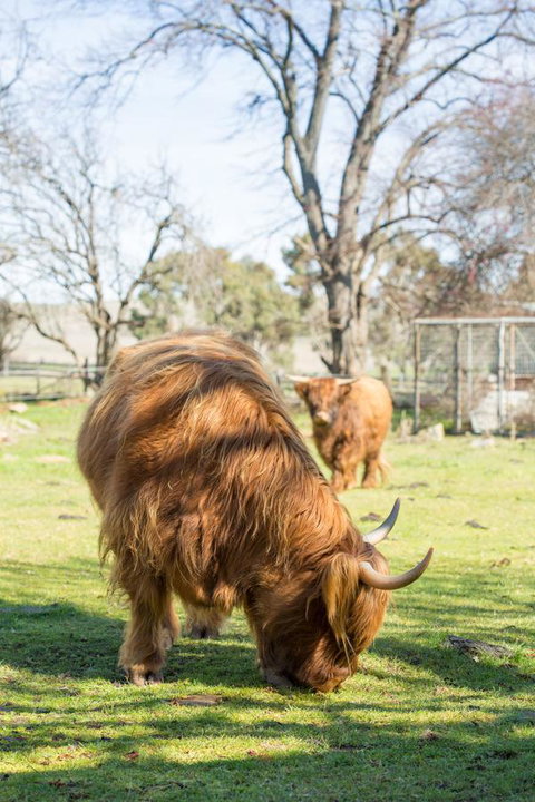 Ratho Farm - Accommodation Tasmania 4
