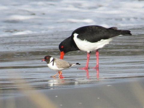 Captain Cook Holiday Park - Accommodation Tasmania 17