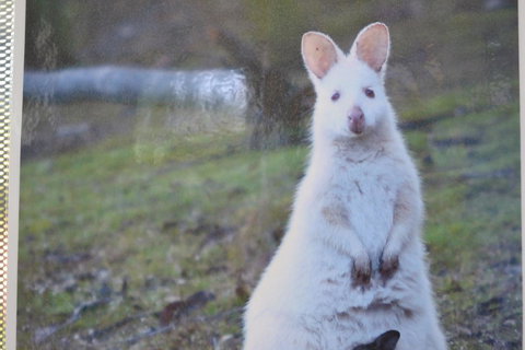 Captain Cook Holiday Park - Accommodation Tasmania 22