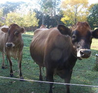 Drumreagh Bed  Breakfast Cabins - Accommodation Tasmania
