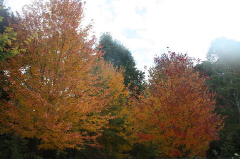 Shady Brook Cottages - Accommodation Tasmania 13