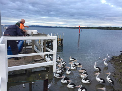 Pelicans Motel San Remo - Accommodation Tasmania 18