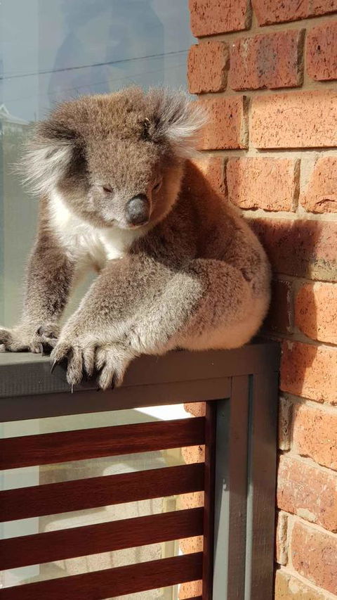 Sunsets On Martyrs Luxury Coastal Beach House Peterborough - Accommodation Tasmania 26