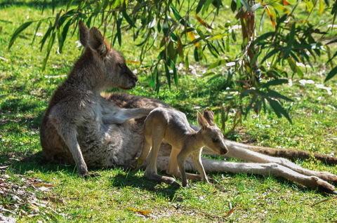 Blue Ridge Retreat - Accommodation Tasmania 9
