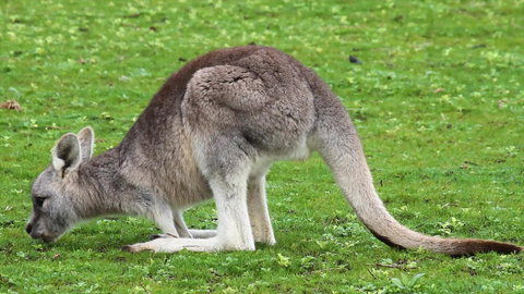 Limosa Rise - Accommodation Tasmania 17