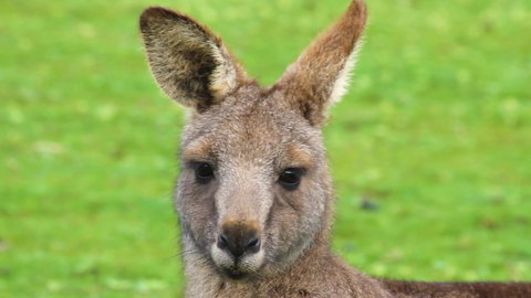 Limosa Rise - Accommodation Tasmania 16