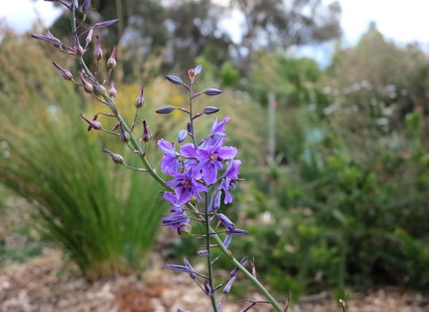 The Chocolate Lily Bed & Breakfast - Accommodation Tasmania 3