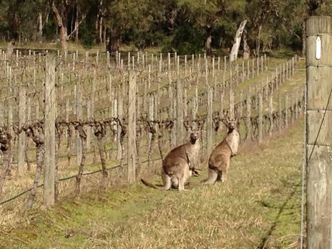 Valley Farm Vineyard Villas - Accommodation Tasmania 2